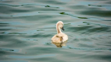 Ripple plant Revolution: XRP könnte 14 % des SWIFT-Volumens übernehmen